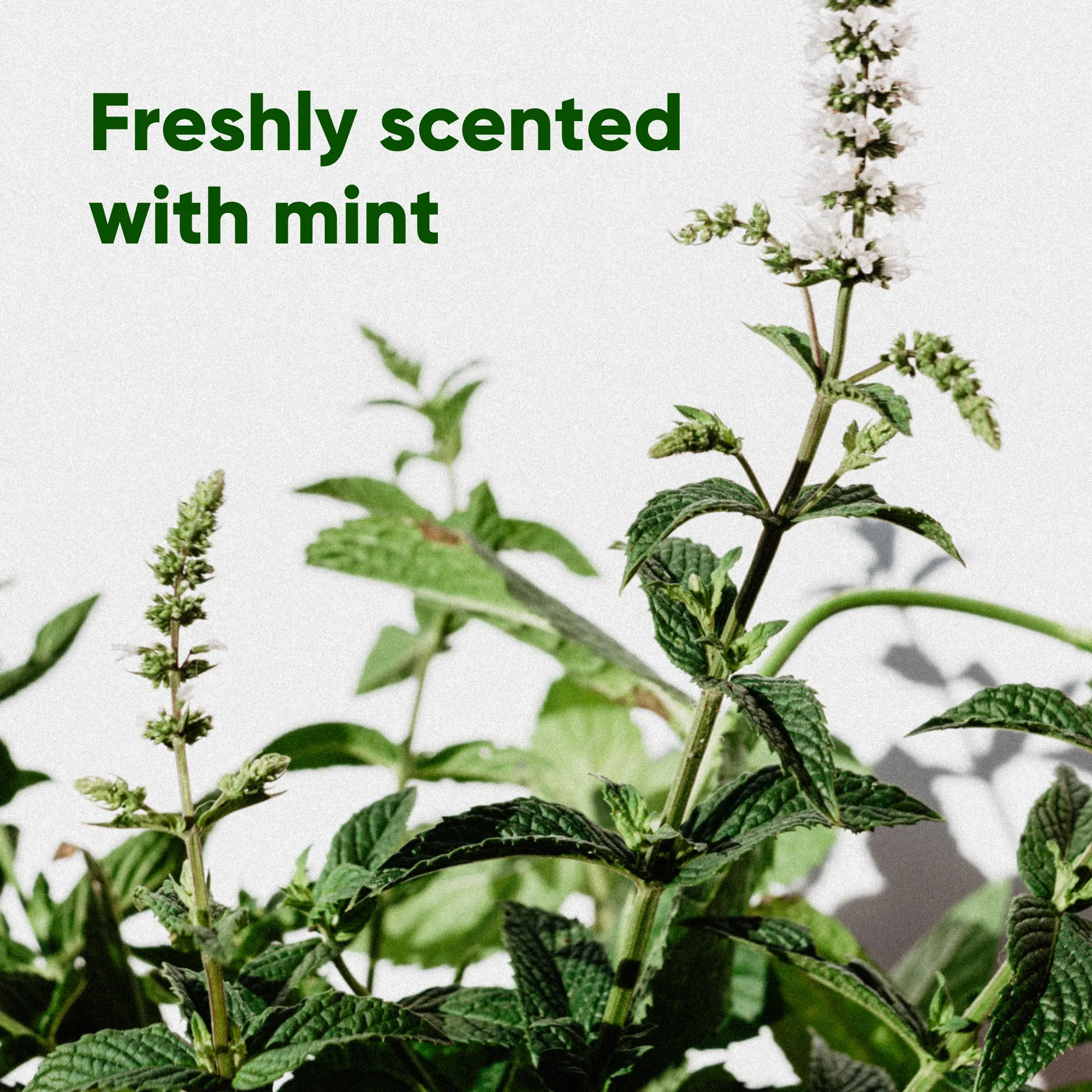 Beco Poop Bag, Mint Scented | Big, Strong, Leak-Proof