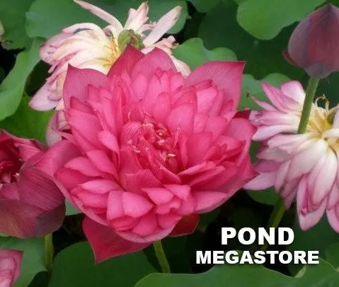 DaBear Lotus <br> Medium-Tall / Exquisite Blooms!