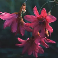 Dierama igneum (Angel's Fishing Rod) seeds