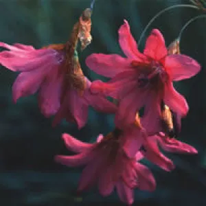 Dierama igneum (Angel's Fishing Rod) seeds