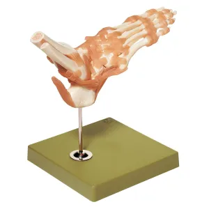 SOMSO Functional Ankle Joint Model