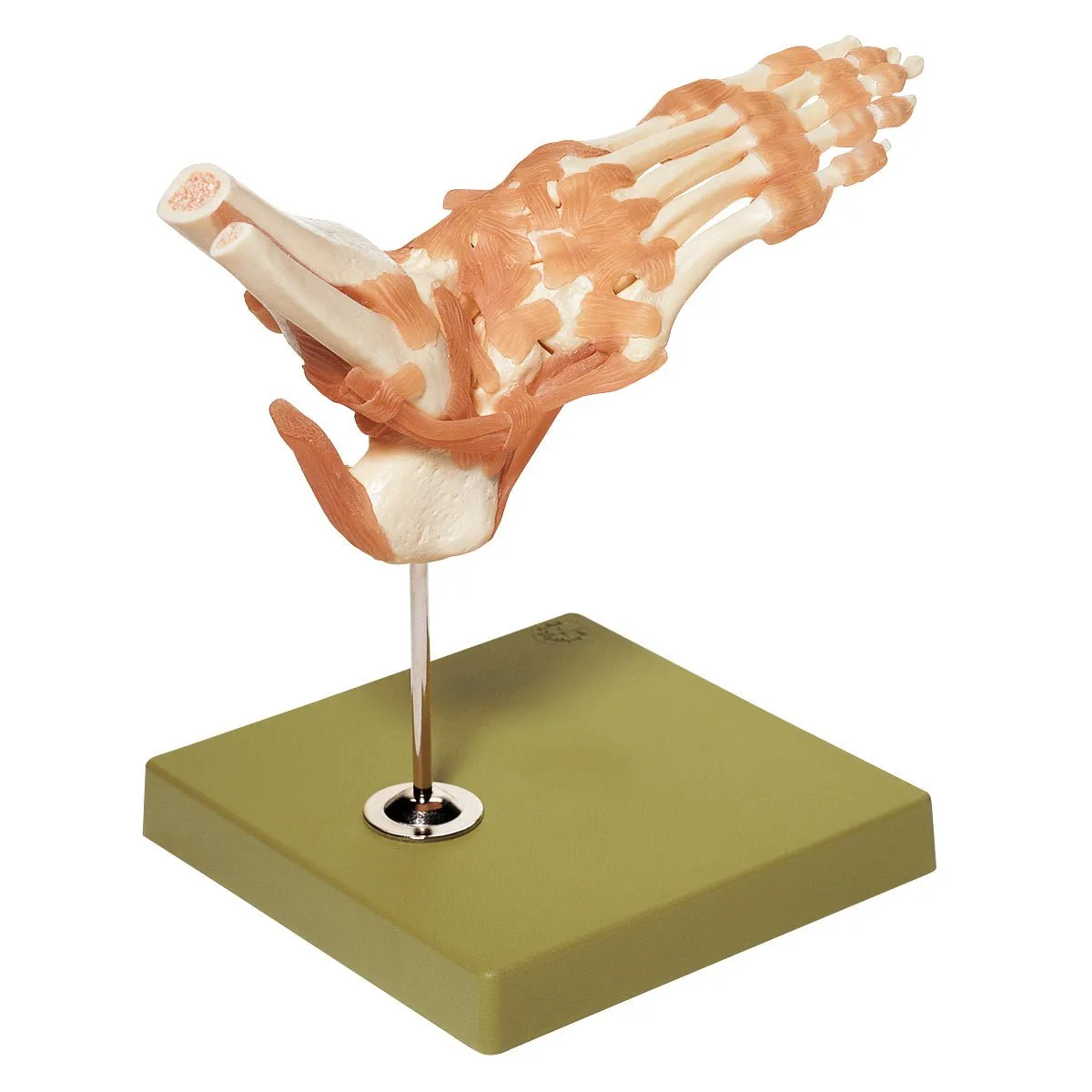 SOMSO Functional Ankle Joint Model