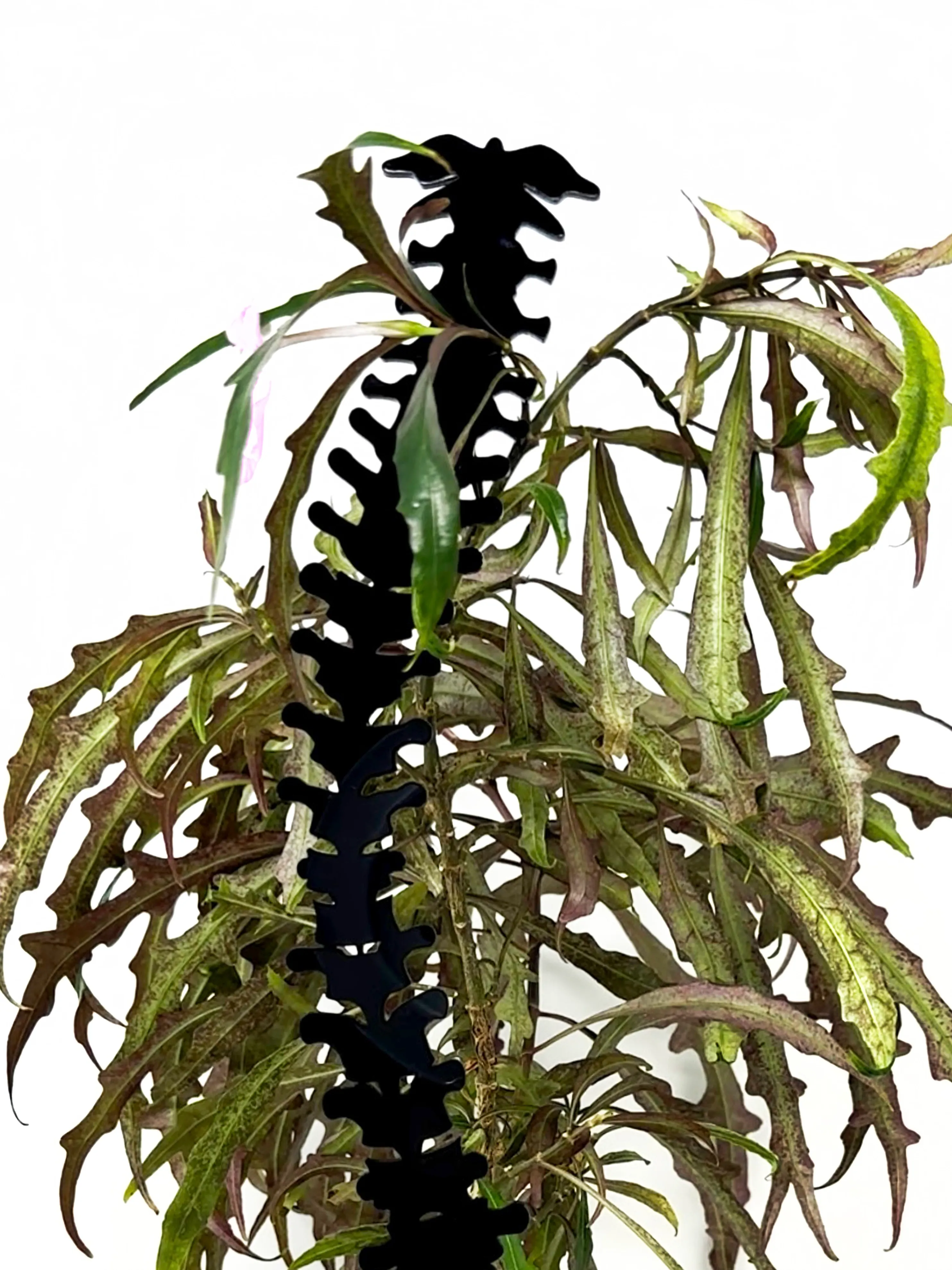 Spine Acrylic Plant Support/Trellis