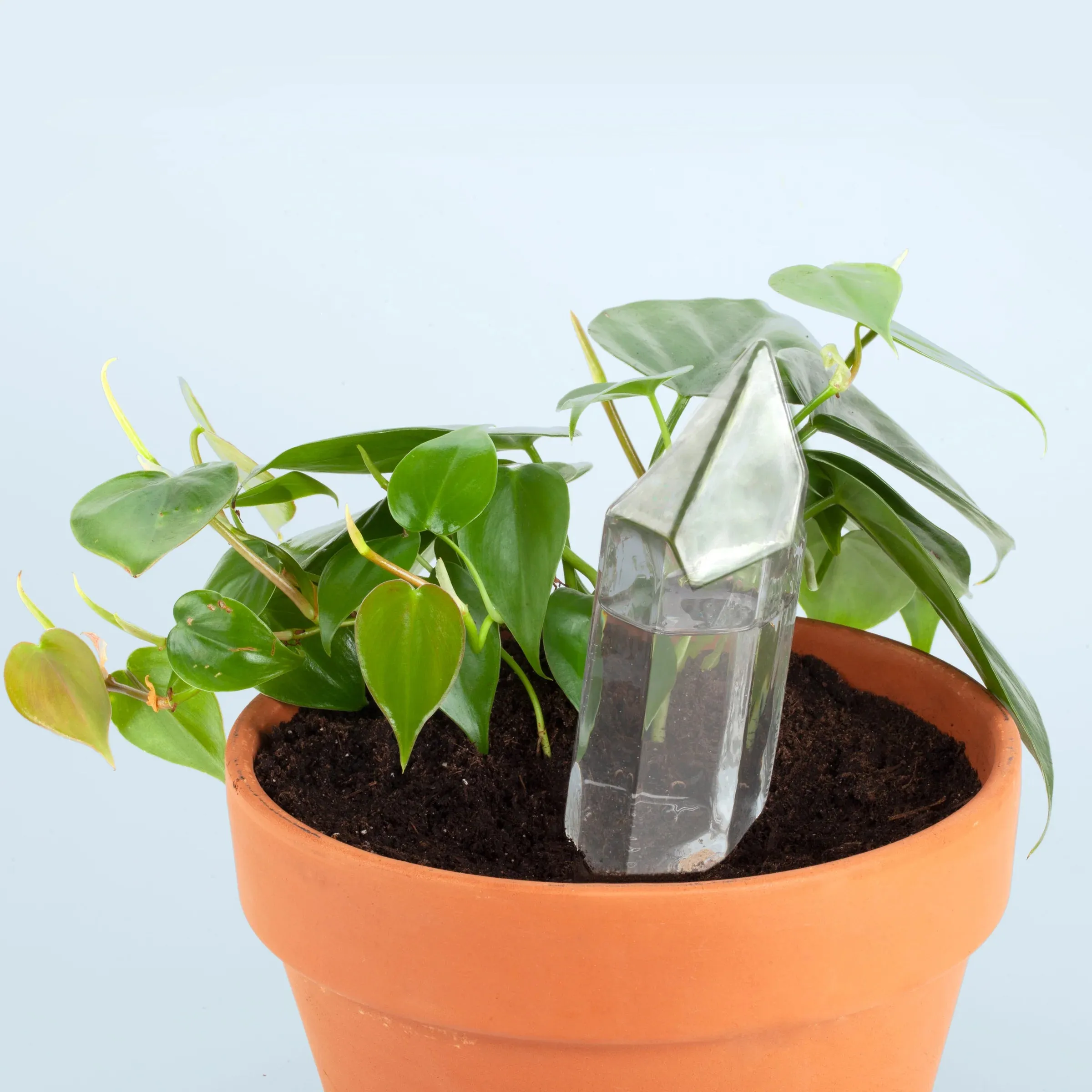 Water from a Crystal (Glass Self Watering System)