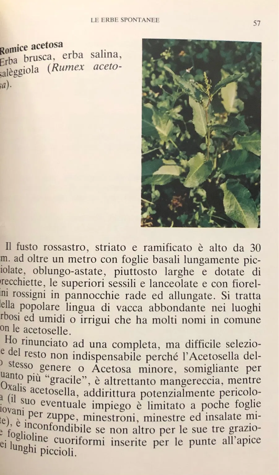 (Wolfert, Paula) Marinoni, Jacopo. Cucina e Salute con le erbe spontanee nelle Tre Venezie