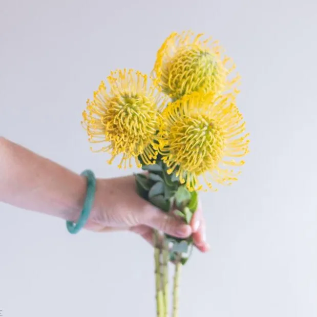 Yellow Pincushion Protea Flower